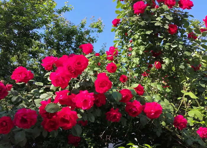 Pergamon 2* Бергама